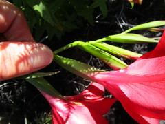 Gladiolus sempervirens