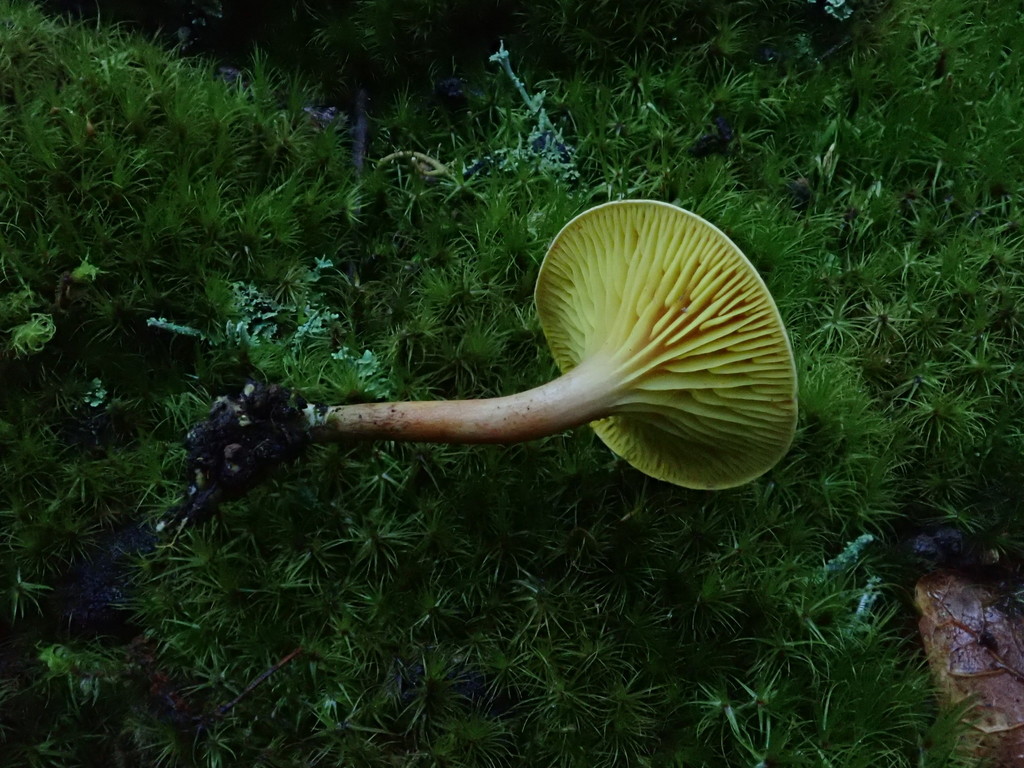 Phylloporus rhodoxanthus