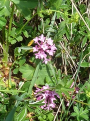 Daphne striata
