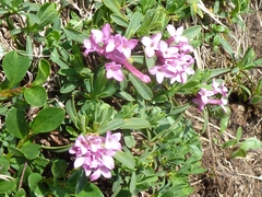 Daphne striata