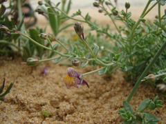 Linaria pedunculata