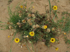 Reichardia