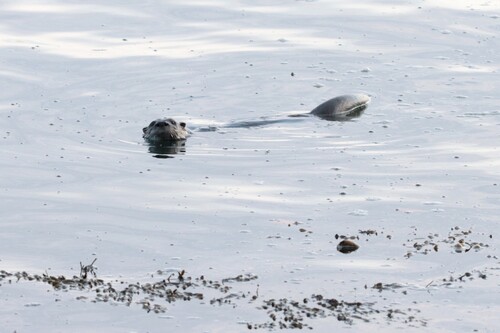 North American River Otter photographed in Massachusetts