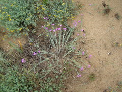 Malcolmia littorea
