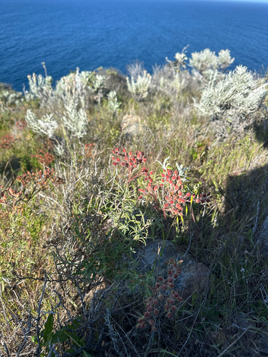 island rush-rose (Crocanthemum greenei)