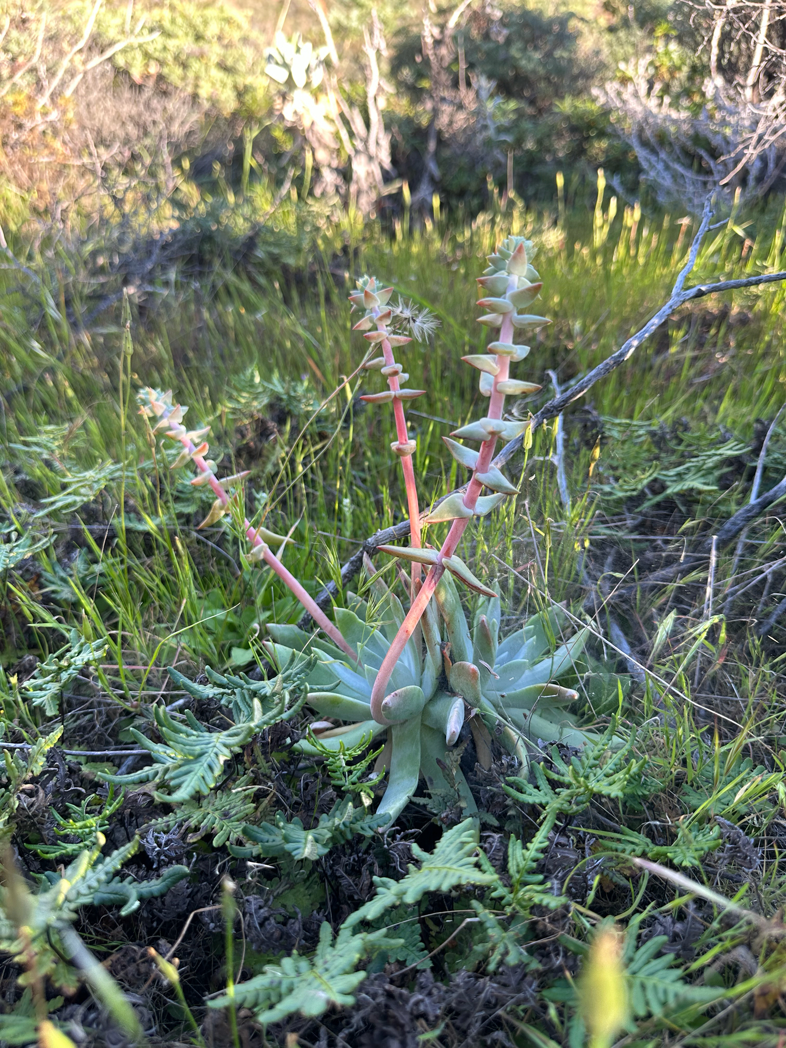 Greene's Liveforever (Dudleya greenei)