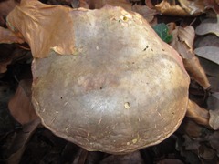 Xerocomellus cisalpinus