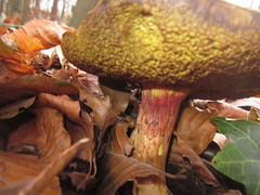 Xerocomellus cisalpinus