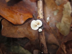 Crepidotus epibryus