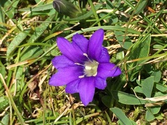 Gentiana pyrenaica