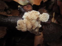 Crepidotus epibryus