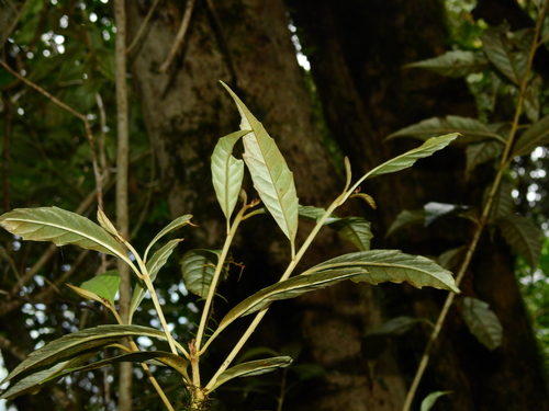 Argophyllum nullumense, photograph 3