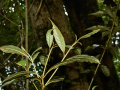 (c) Samuel Frankel, some rights reserved (CC BY) Argophyllum nullumense, photograph (c) Samuel Frankel, some rights reserved (CC BY)