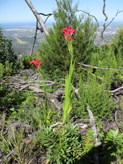 Gladiolus sempervirens