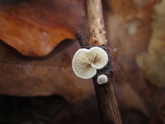 Crepidotus epibryus