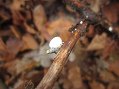 Crepidotus epibryus