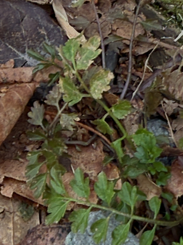narrow-leaved bittercress