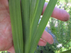 Gladiolus sempervirens