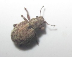 Strophosoma capitatum