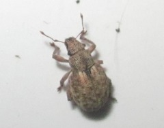 Strophosoma capitatum