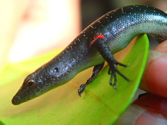 Emoia atrocostata
