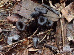 Craterellus boyacensis