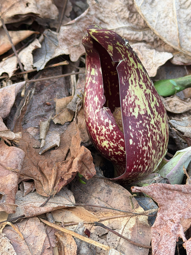 Eastern Skunk Cabbage