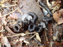 Craterellus boyacensis