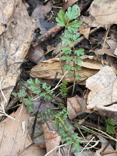 narrow-leaved bittercress
