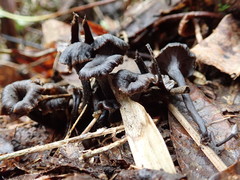 Craterellus boyacensis