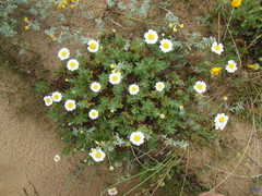 Anthemis maritima