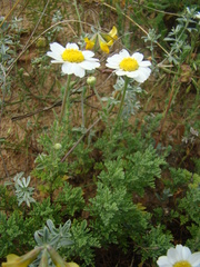 Anthemis maritima