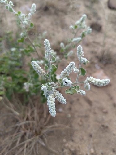 Foambush (Ouret leucura)