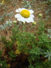 Anthemis maritima