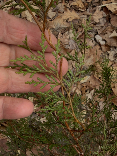 eastern redcedar