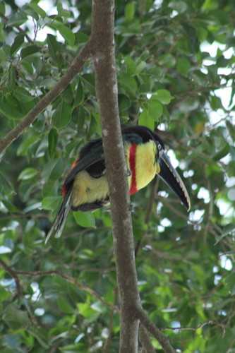 Chestnut-eared Aracari (Pteroglossus castanotis), photo 9