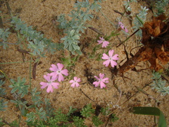 Silene littorea