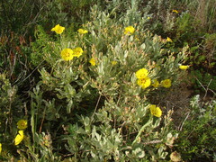 Cistus halimifolius