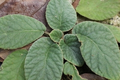 Oreocharis benthamii