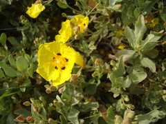 Cistus halimifolius