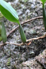Coelogyne fimbriata, photograph author not stated, no rights reserved