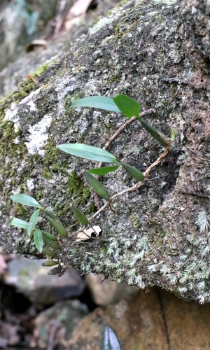 Coelogyne fimbriata, photograph 4