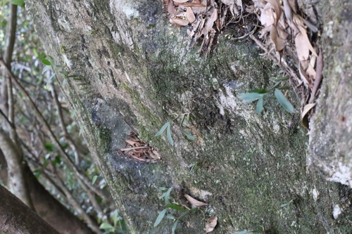 Coelogyne fimbriata, photograph 5