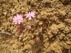 Silene littorea