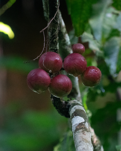 Cabralea (Cabralea canjerana)