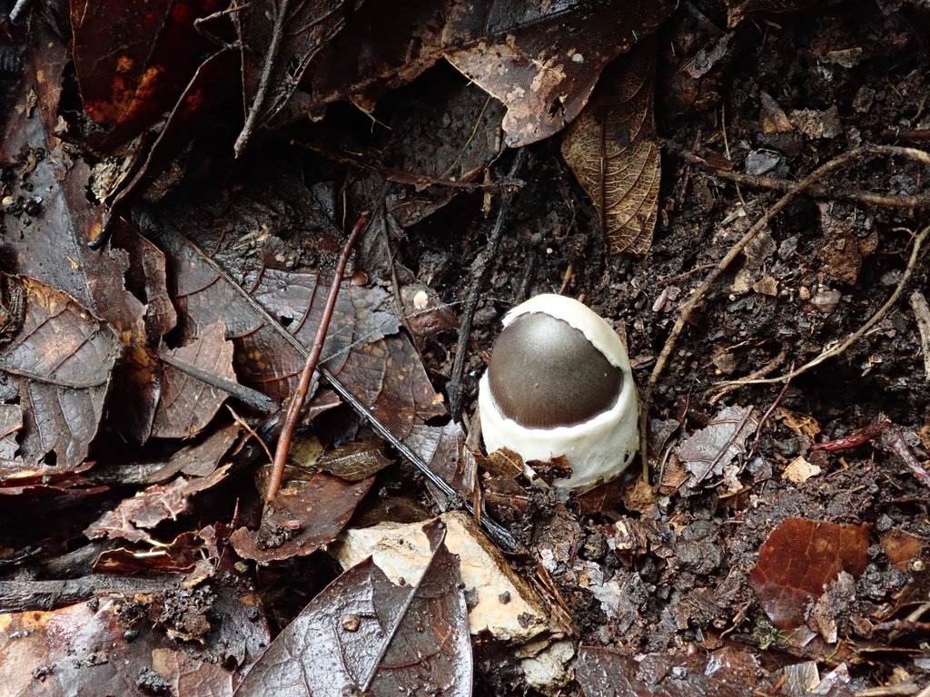 Amanita fuligineodisca