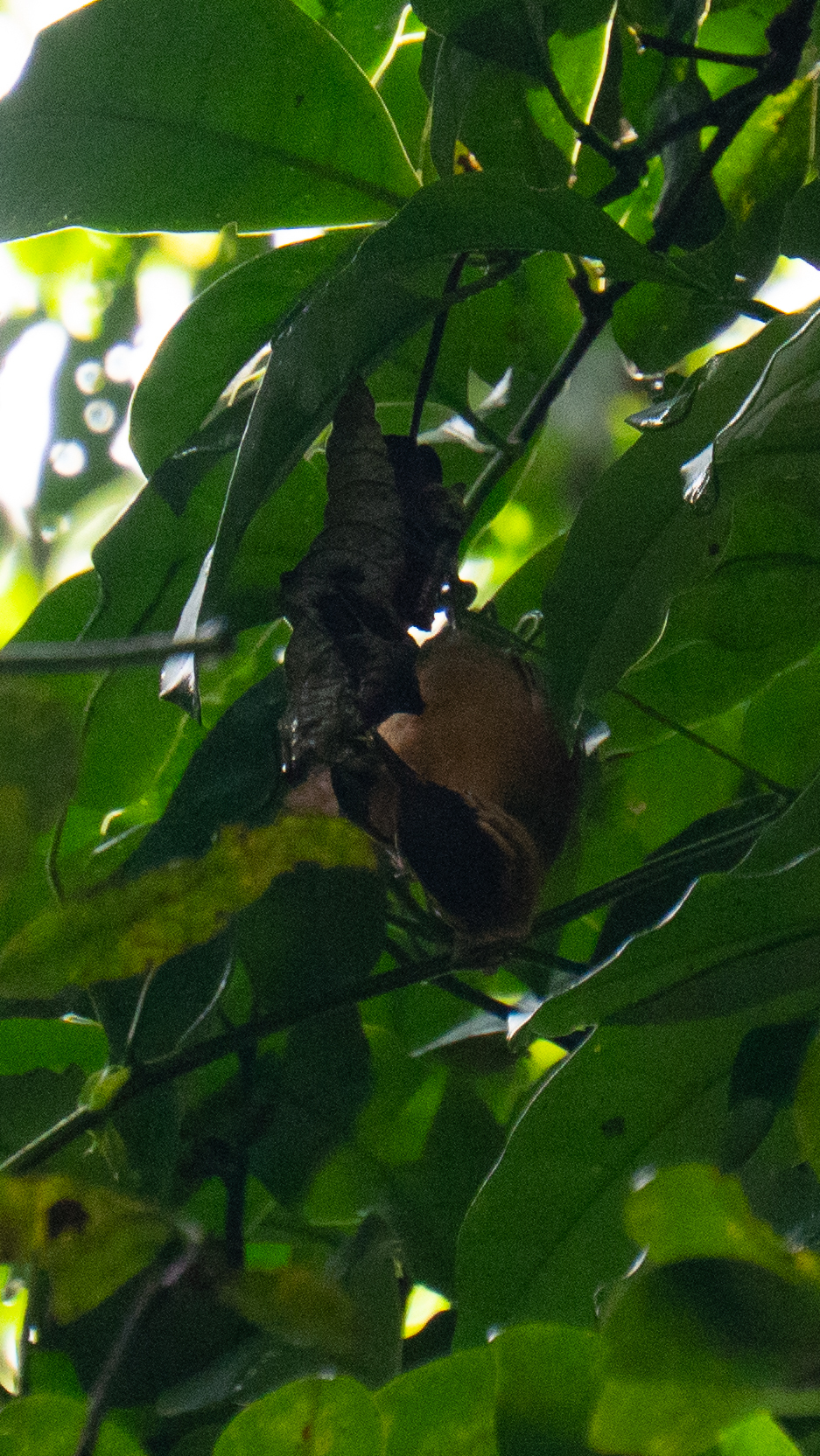 Black-capped Foliage-gleaner (Philydor atricapillus), photo 10