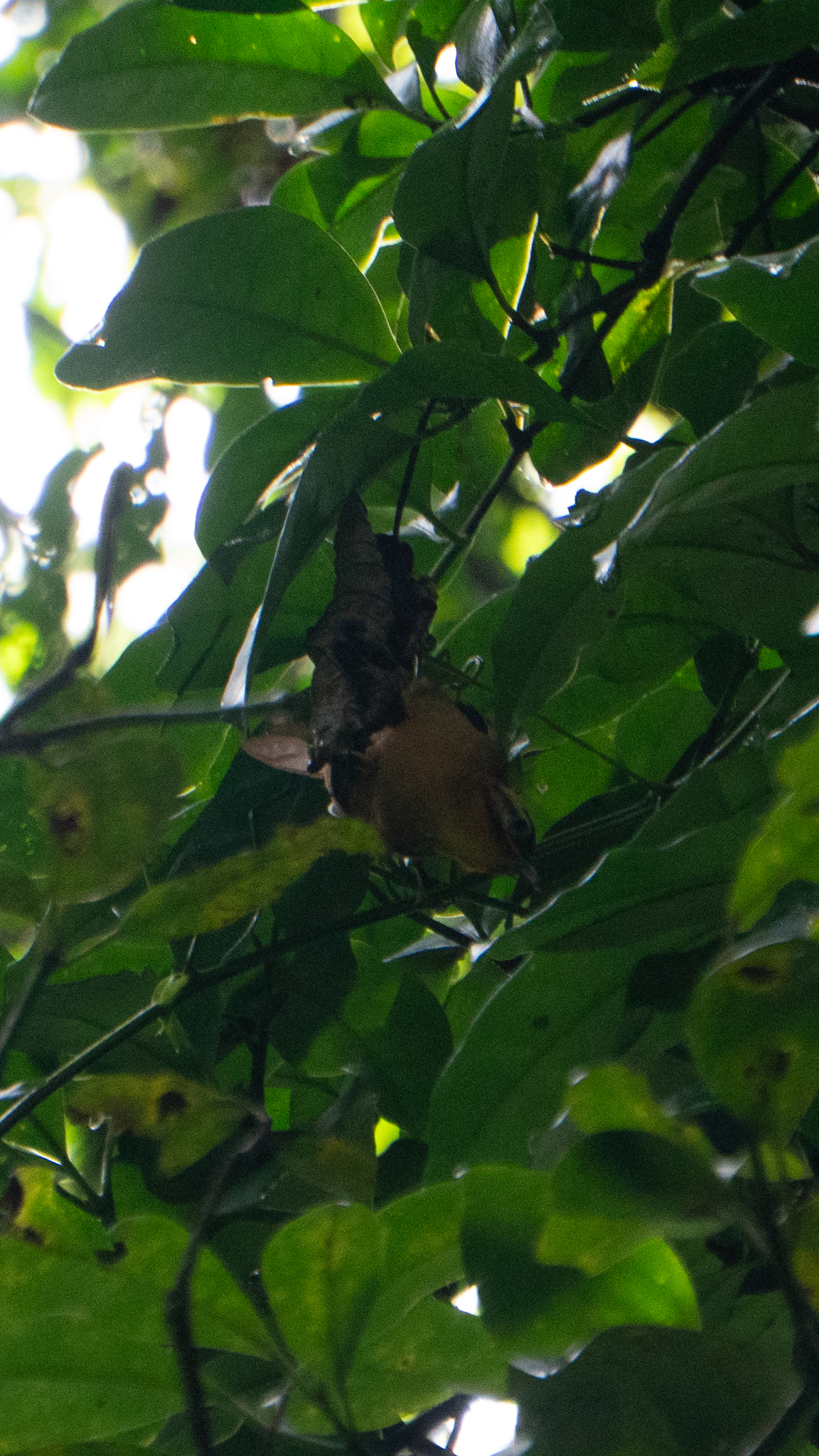 Black-capped Foliage-gleaner (Philydor atricapillus), photo 8