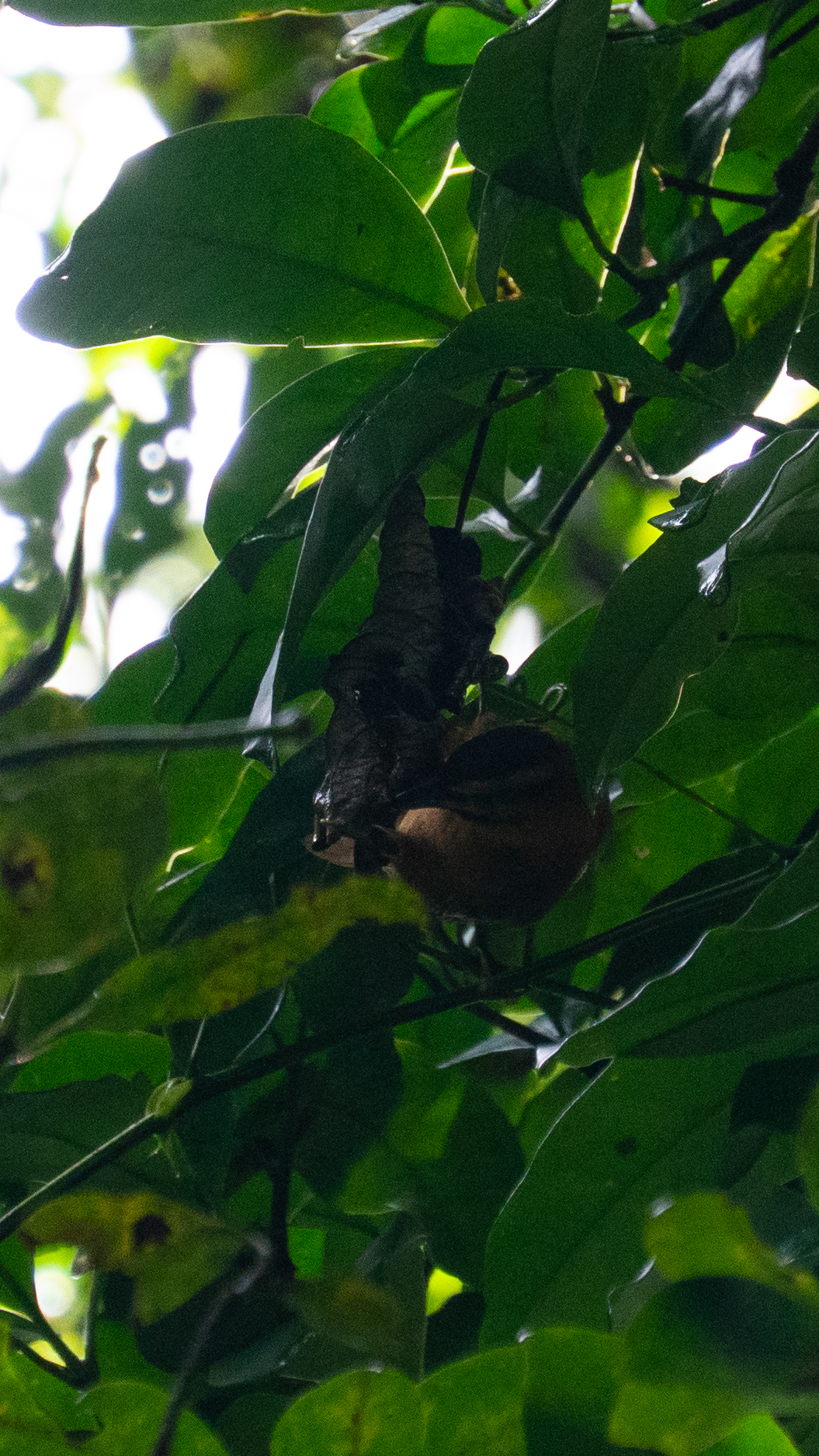 Black-capped Foliage-gleaner (Philydor atricapillus), photo 9