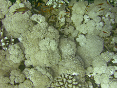 Oxycheilinus digramma